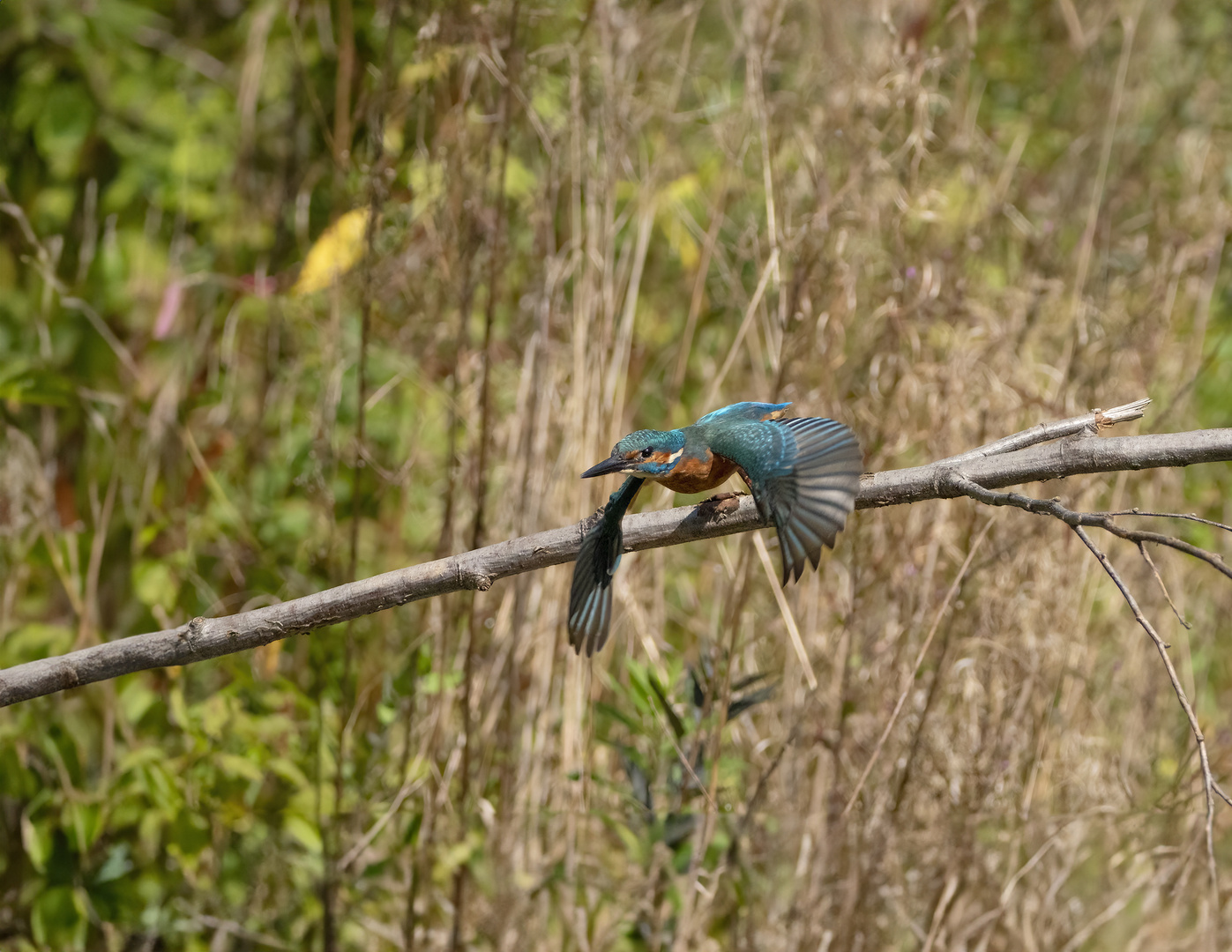 Eisvogel