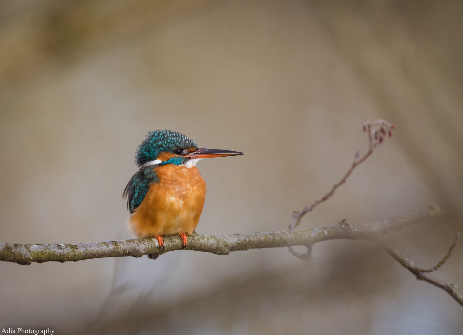 Eisvogel