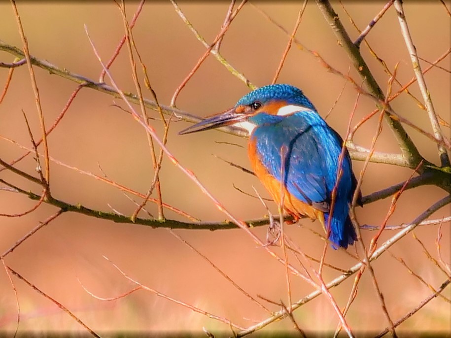 Eisvogel