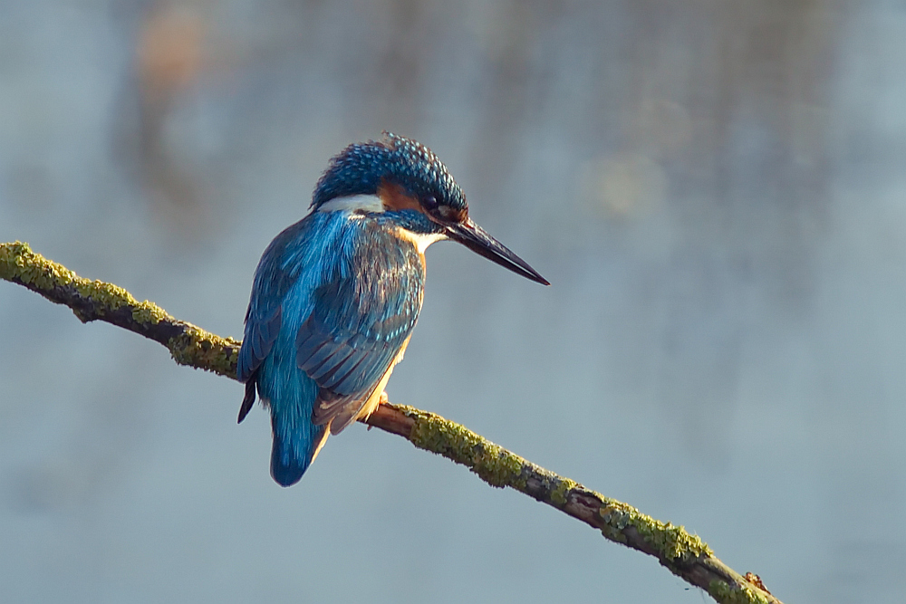 Eisvogel