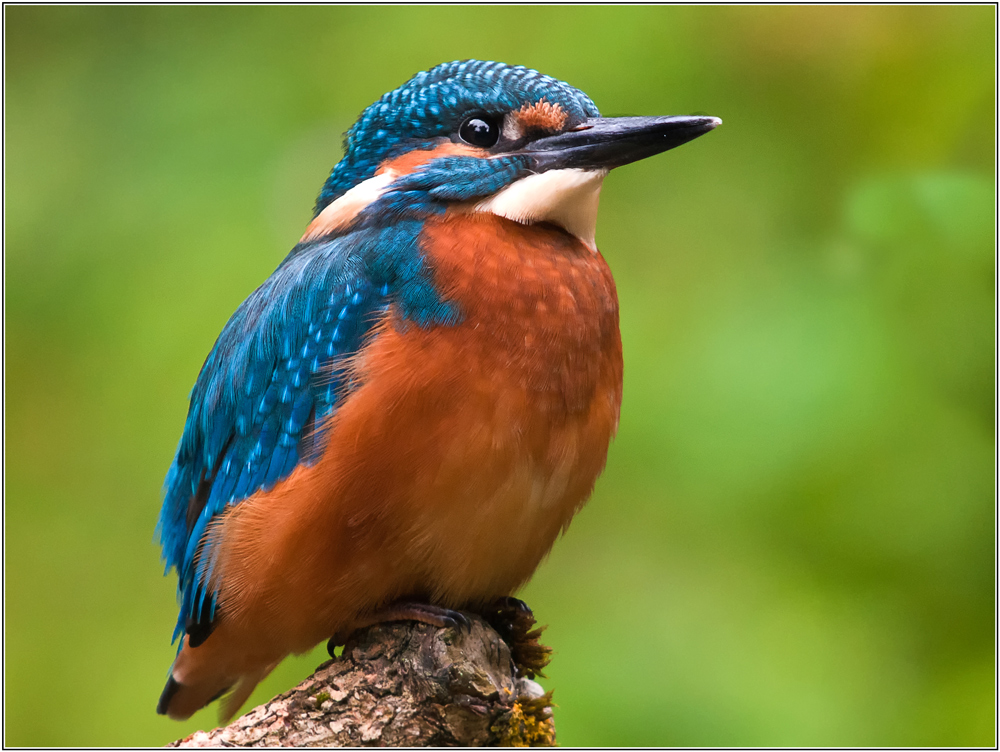 Eisvogel