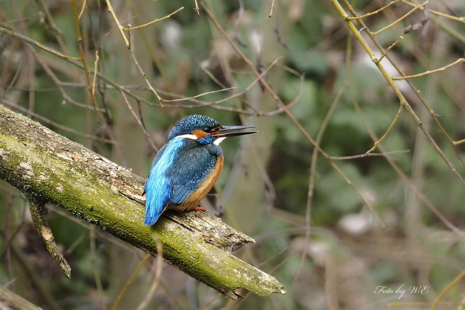 Eisvogel