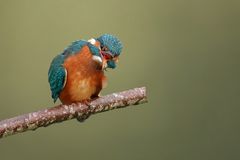 Eisvogel 