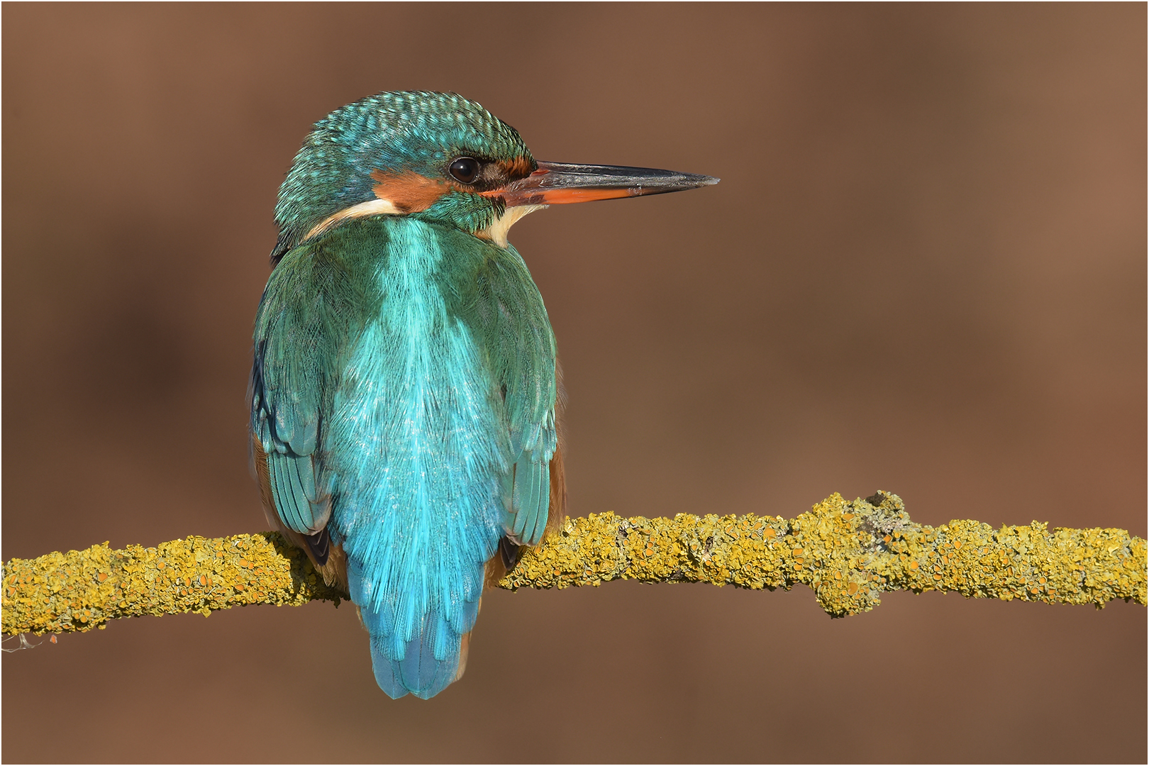 Eisvogel