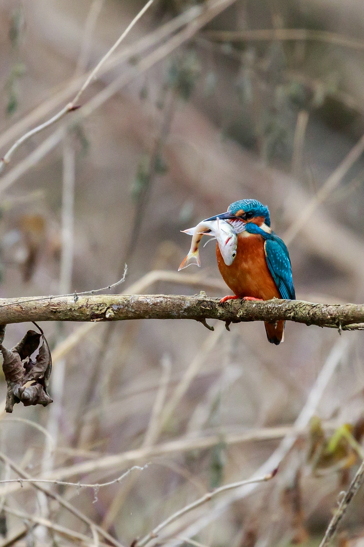 Eisvogel