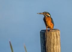EISVOGEL