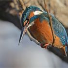 Eisvogel