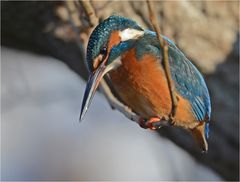 Eisvogel