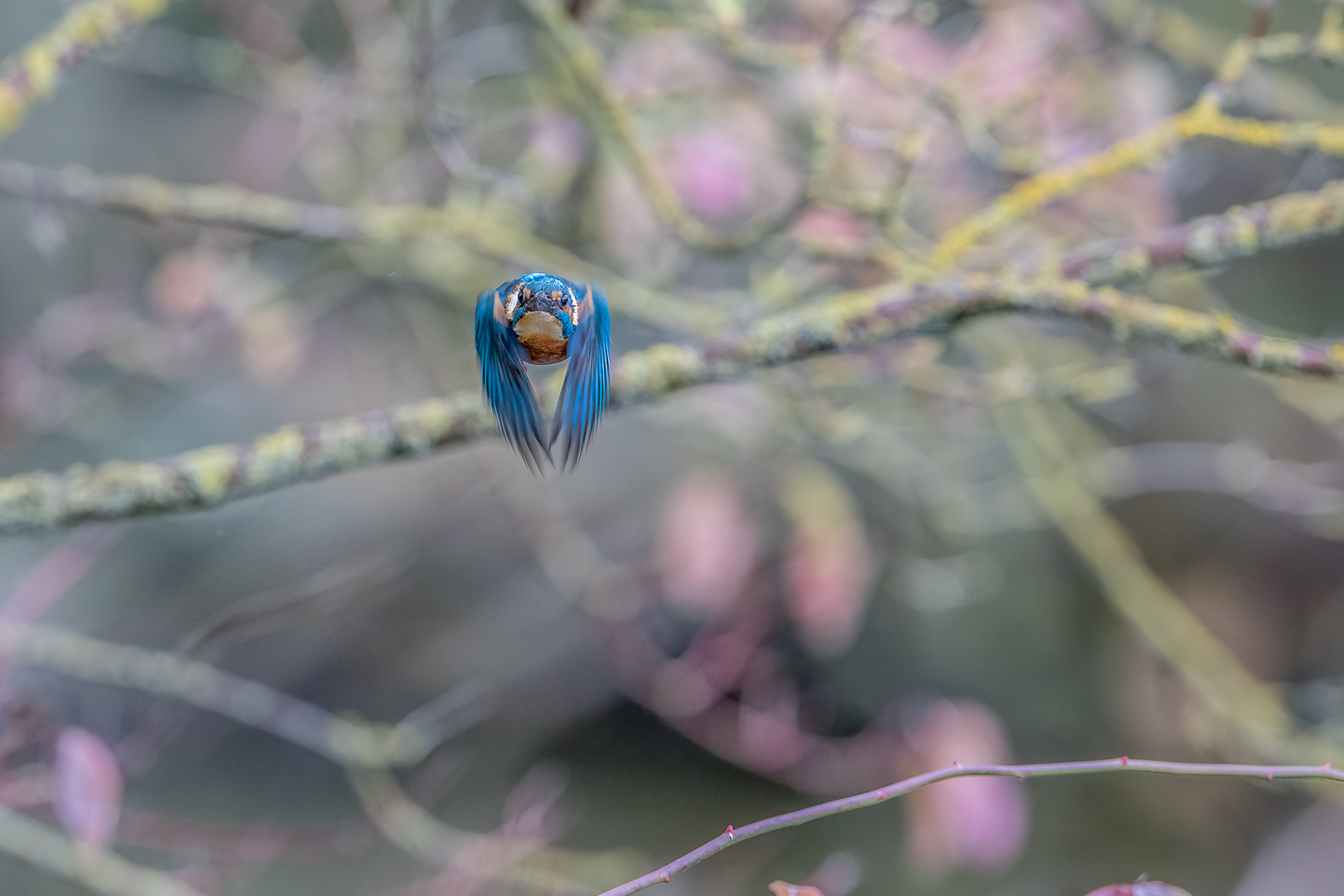 Eisvogel...