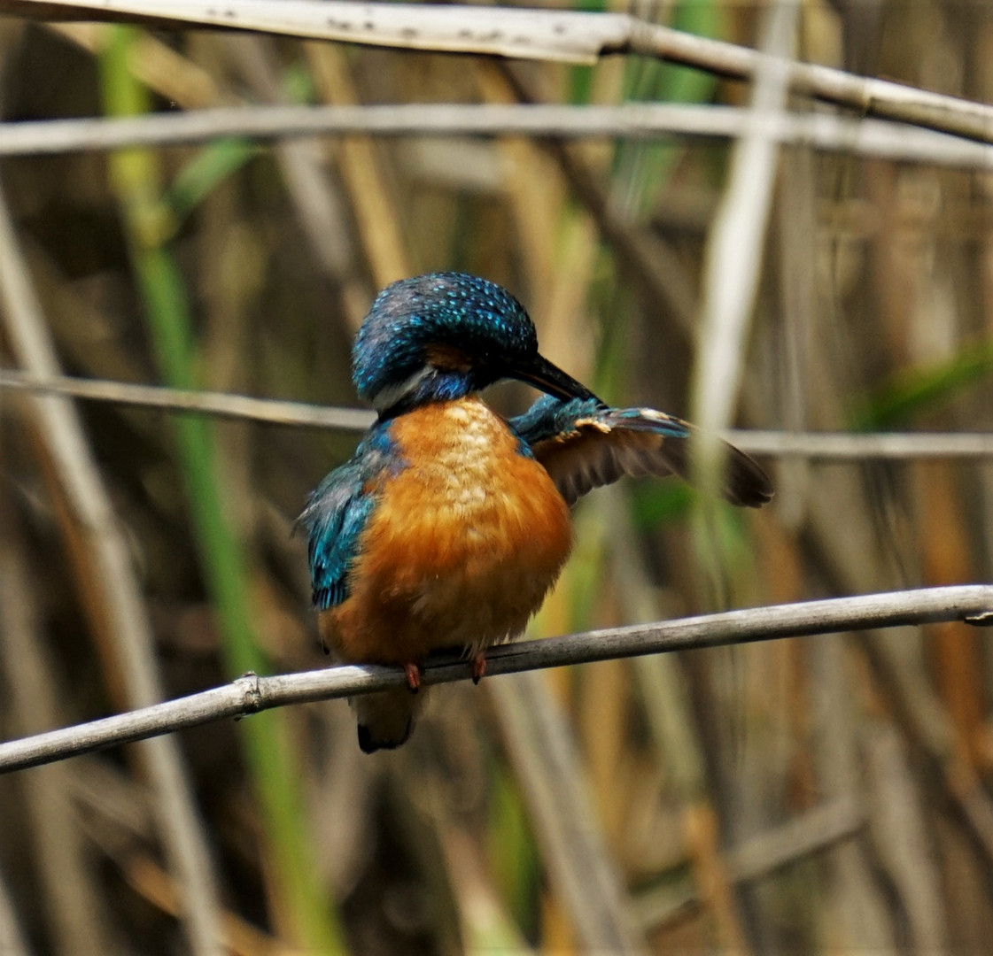 Eisvogel 