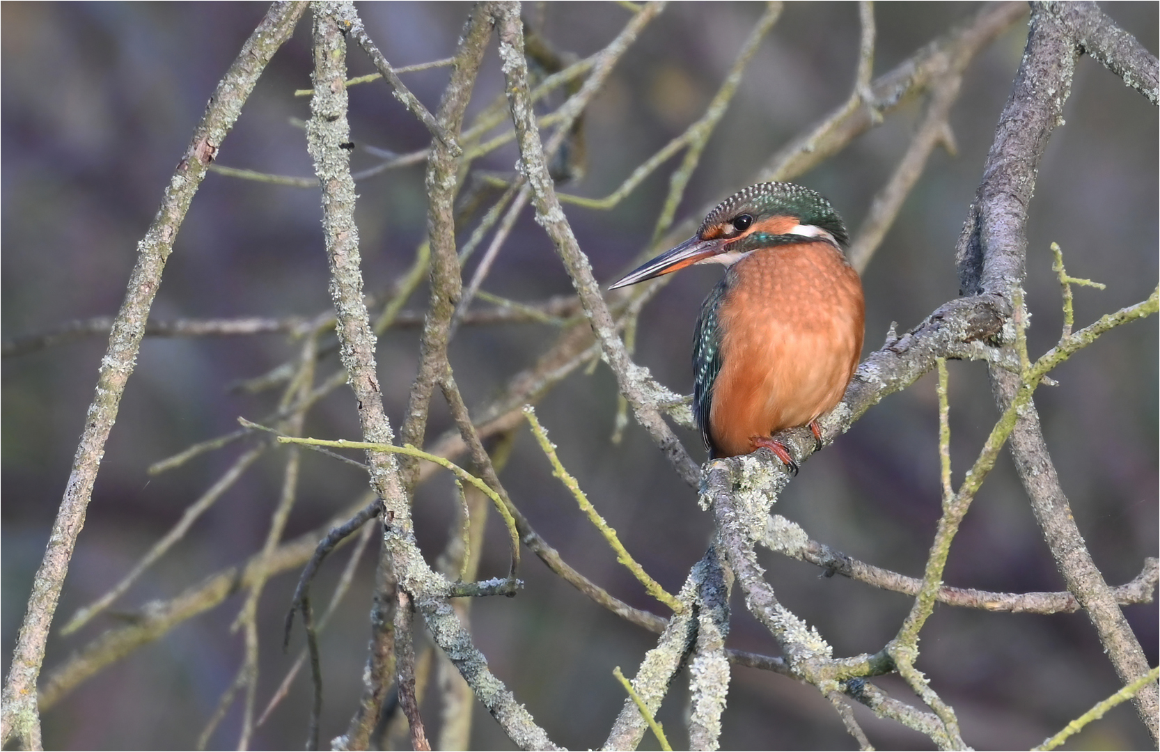 Eisvogel