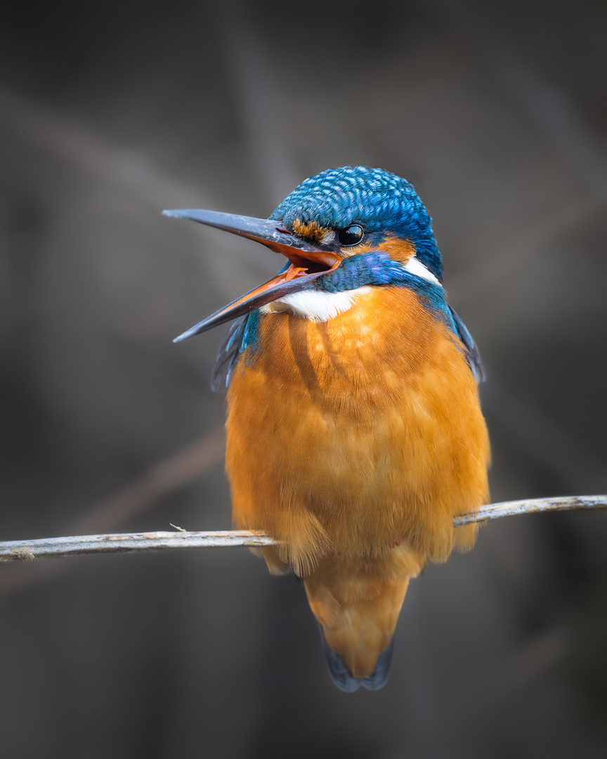 Eisvogel