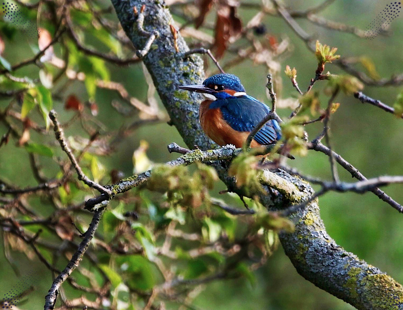 Eisvogel