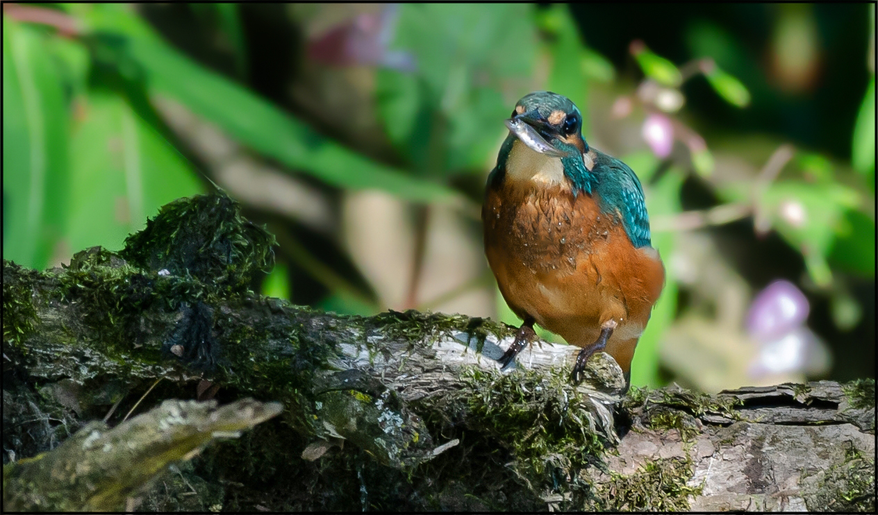 Eisvogel