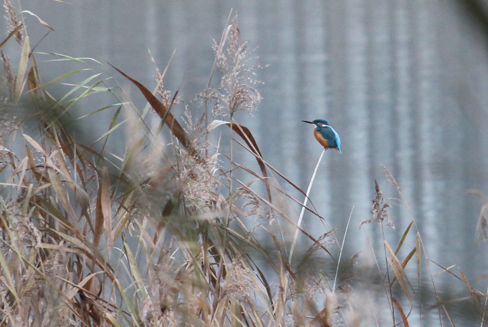 Eisvogel