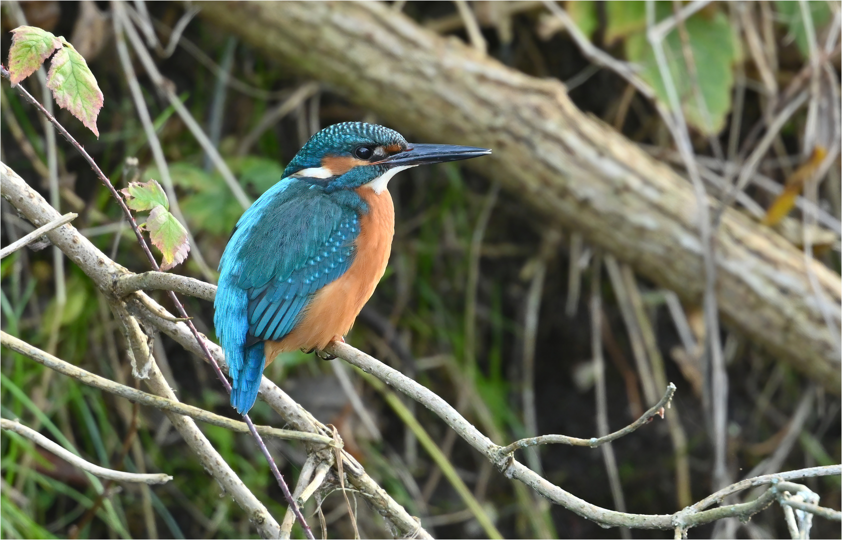 Eisvogel