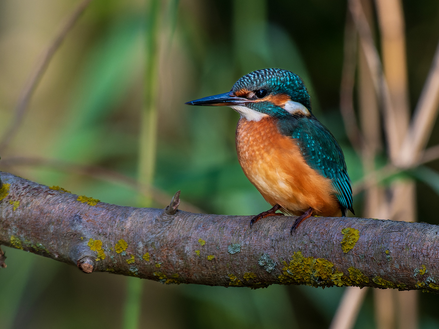 Eisvogel 