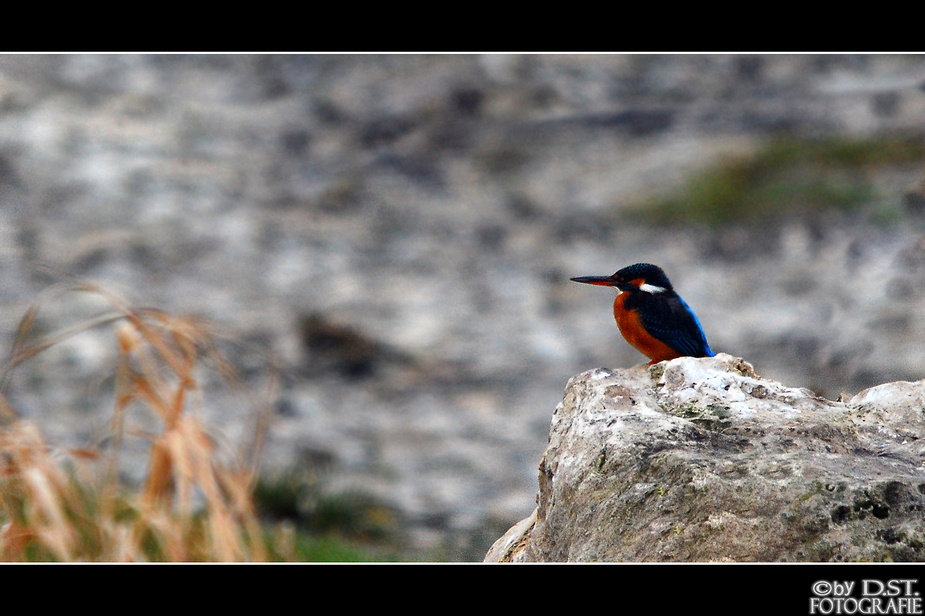 *** Eisvogel ***