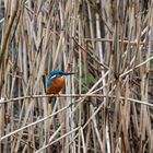 Eisvogel