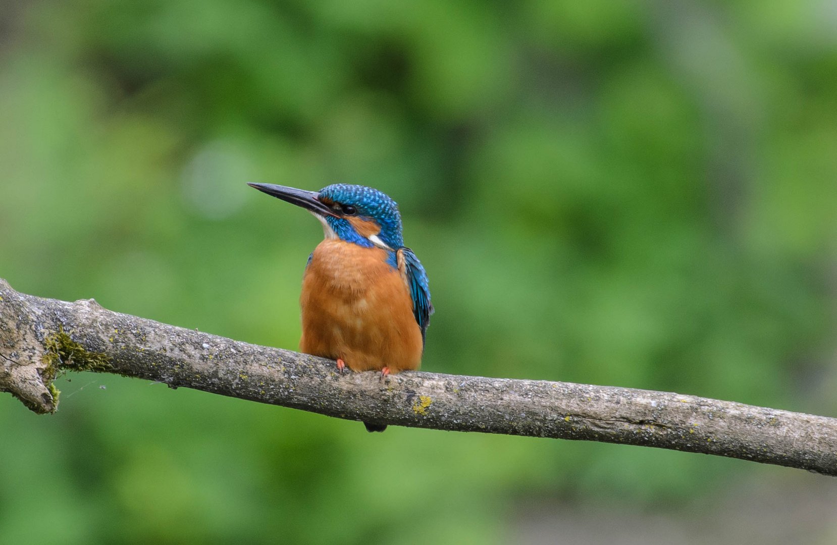 Eisvogel