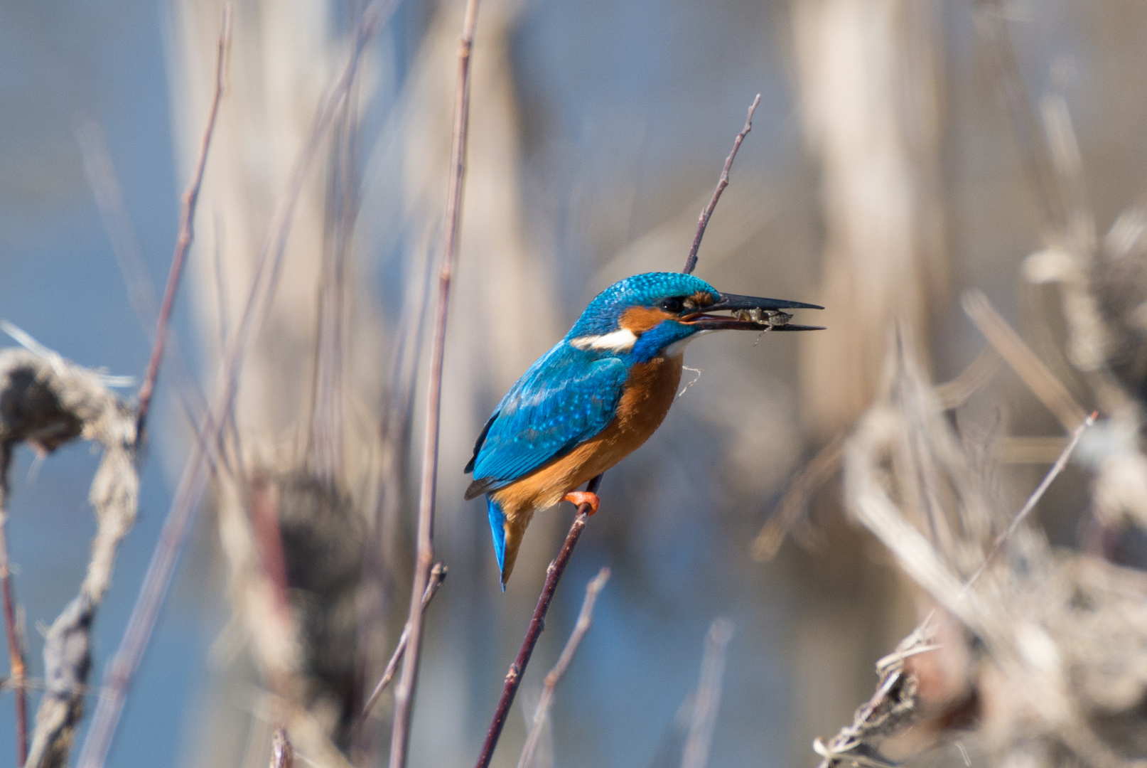 Eisvogel