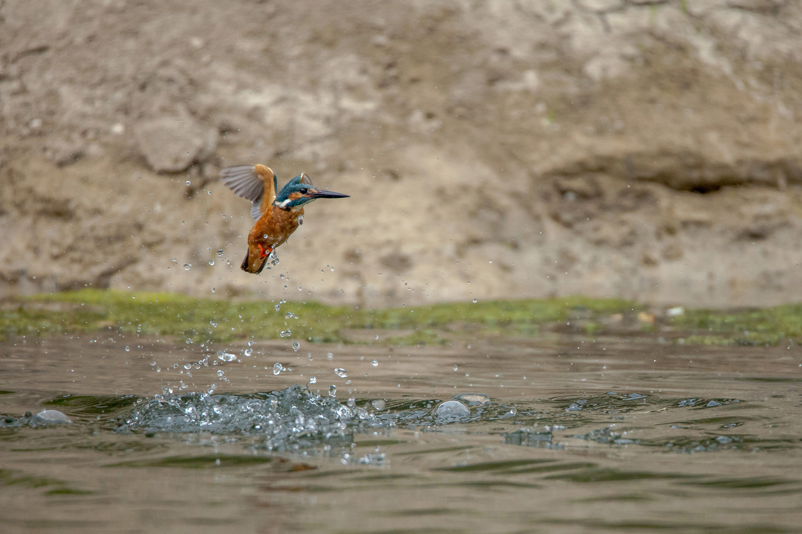 Eisvogel