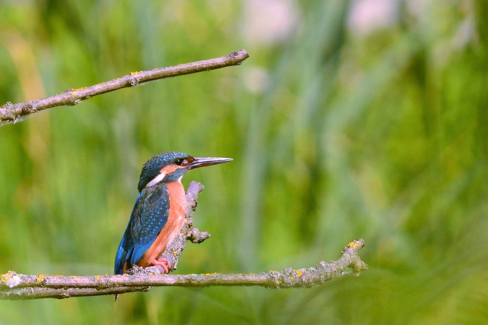 Eisvogel