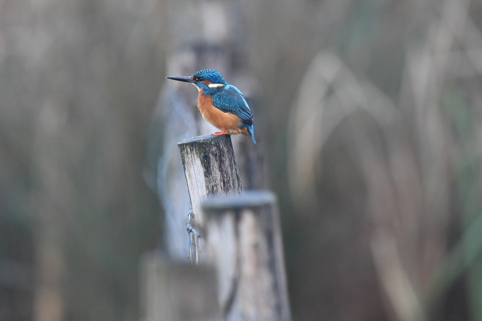 Eisvogel