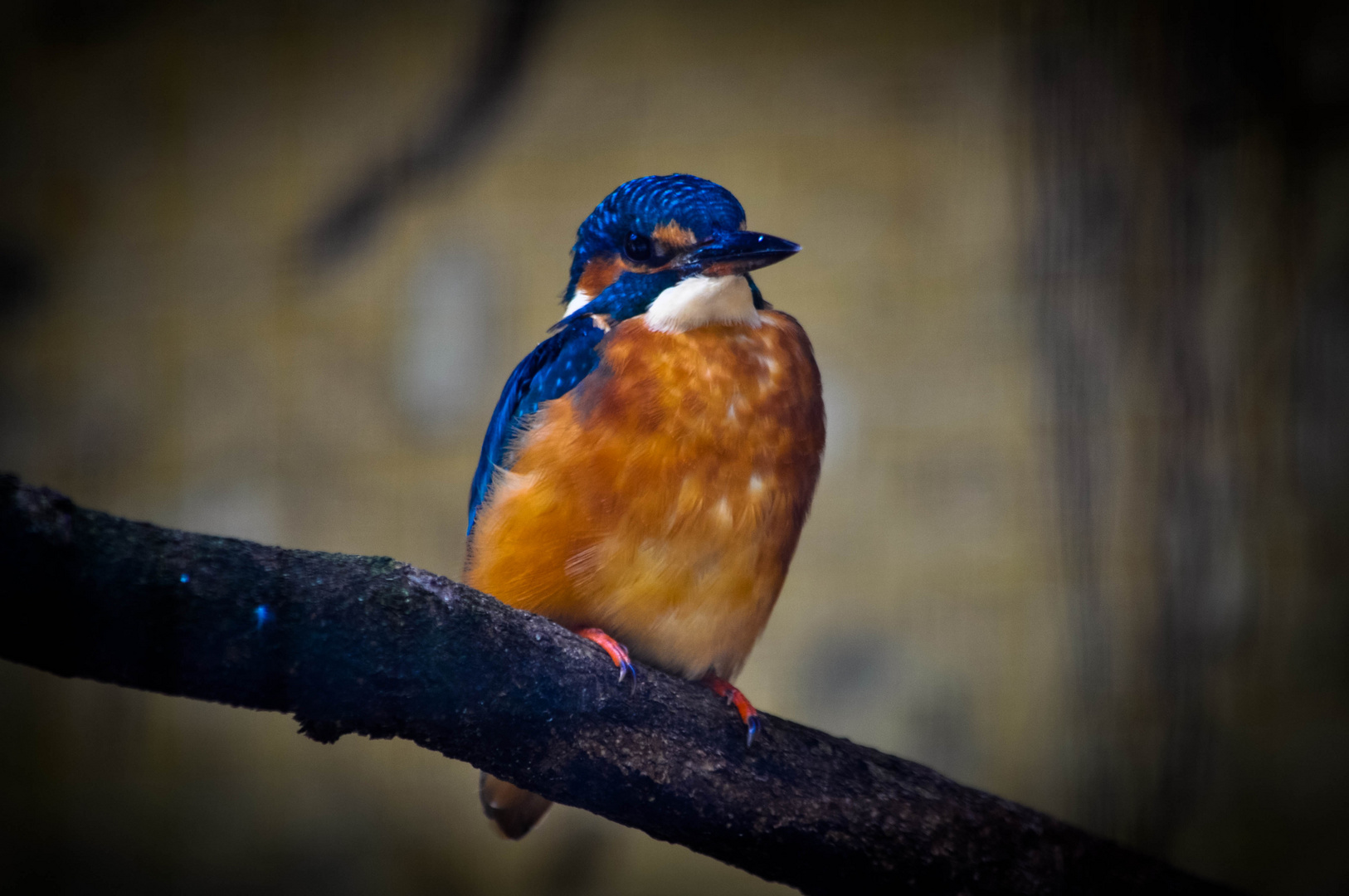 Eisvogel