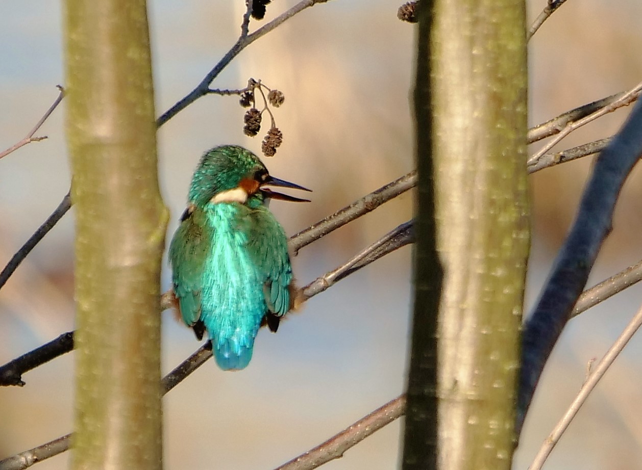 Eisvogel