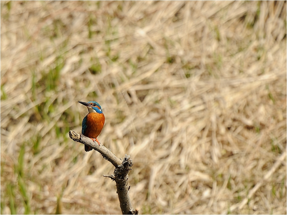 Eisvogel