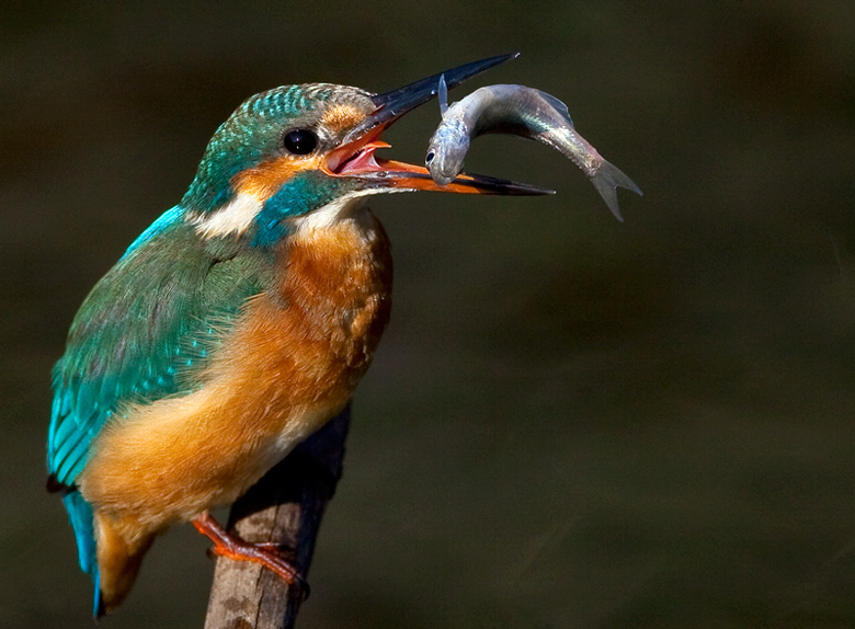 Eisvogel