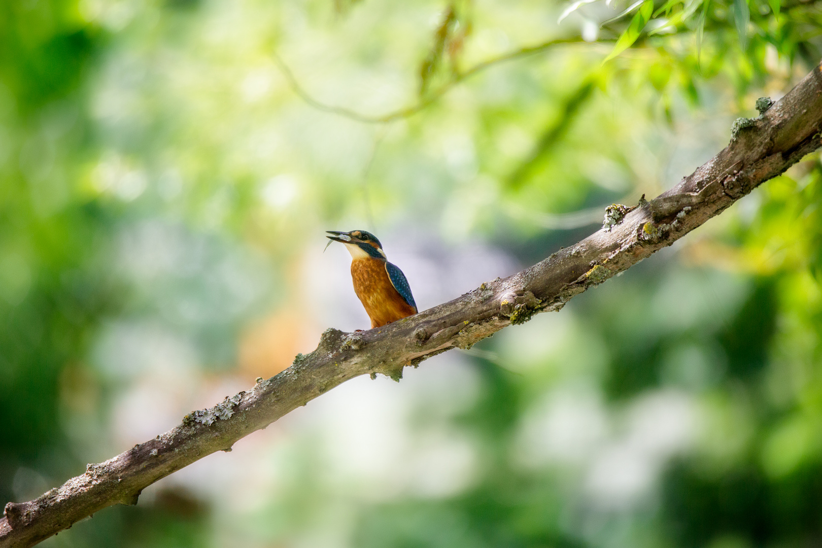 Eisvogel