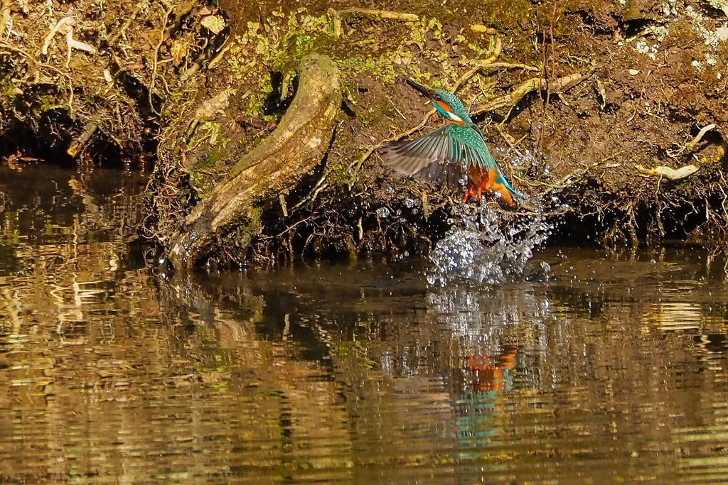 Eisvogel