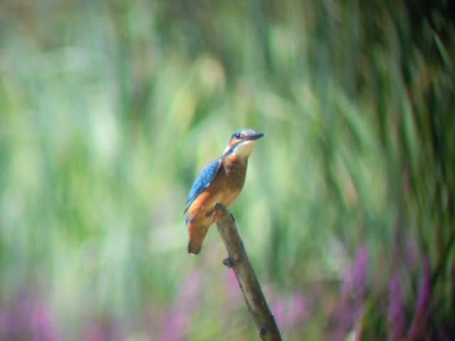 Eisvogel