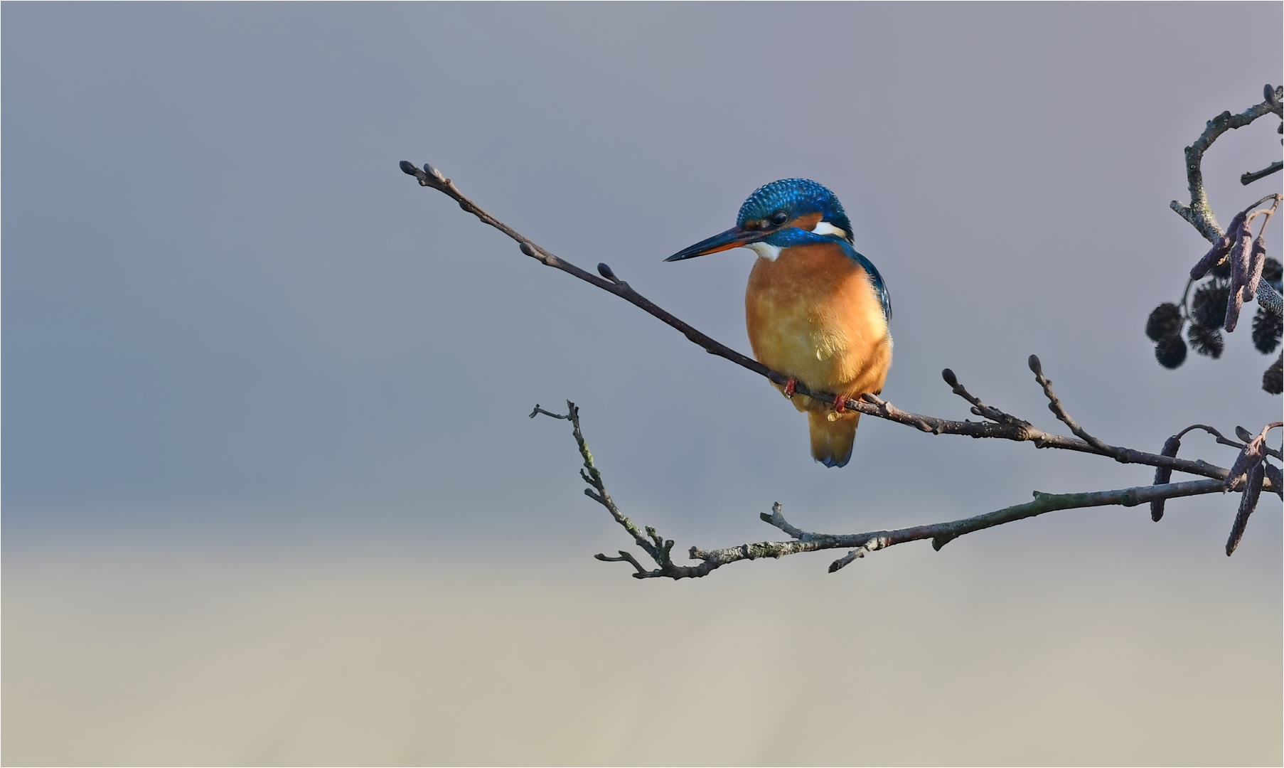 Eisvogel