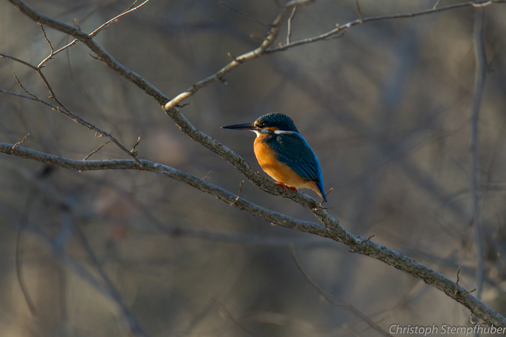 Eisvogel..