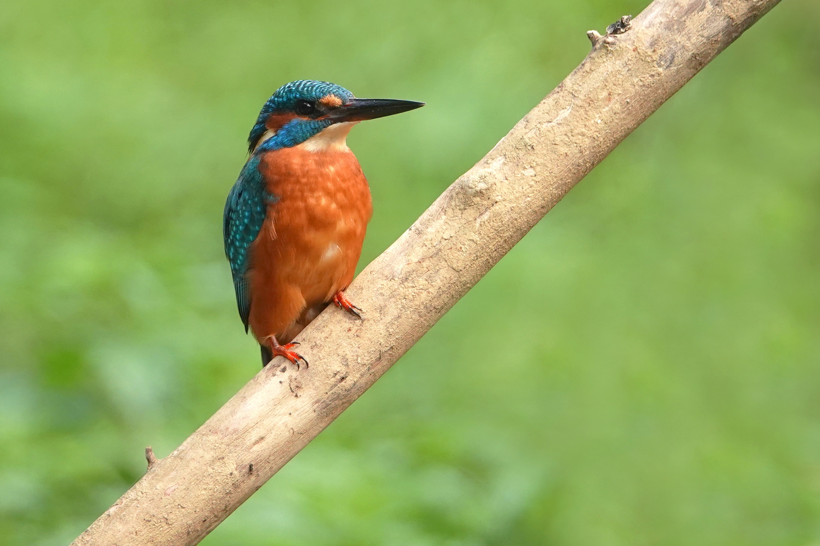 Eisvogel