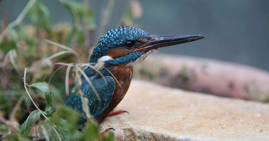 eisvogel