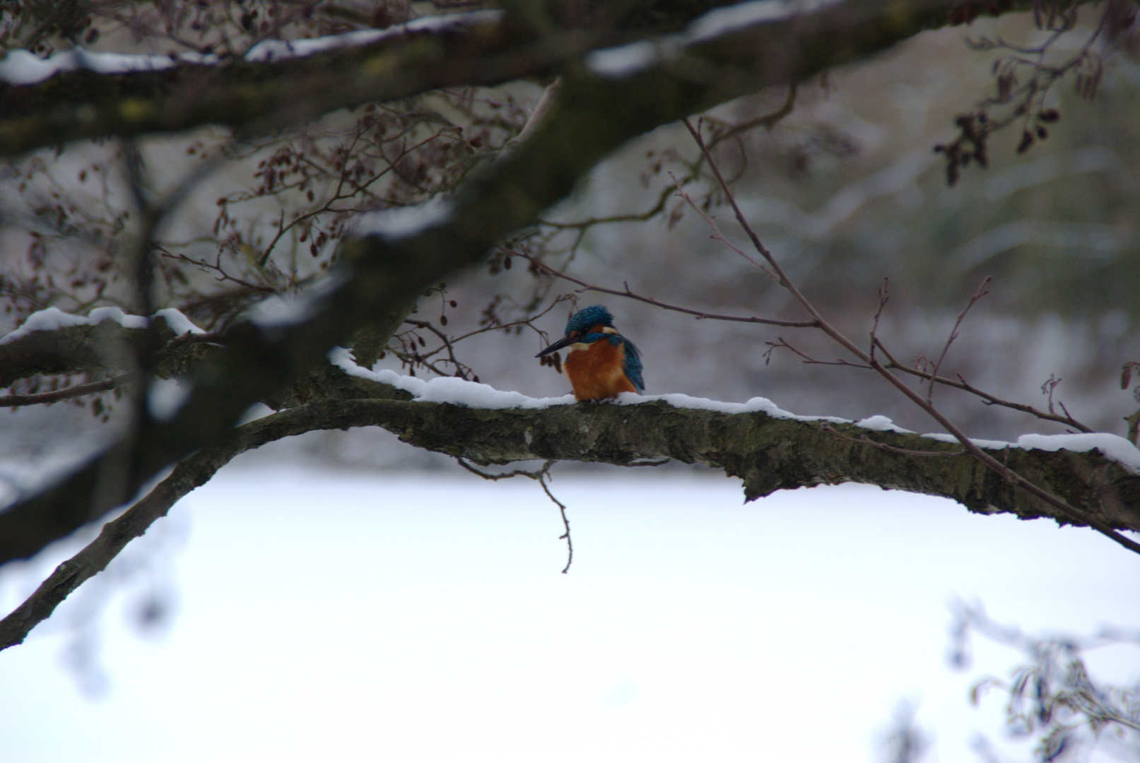 Eisvogel