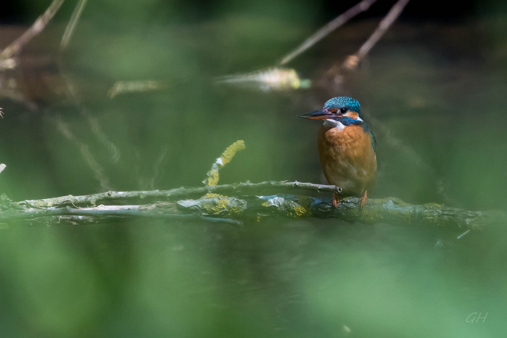 Eisvogel