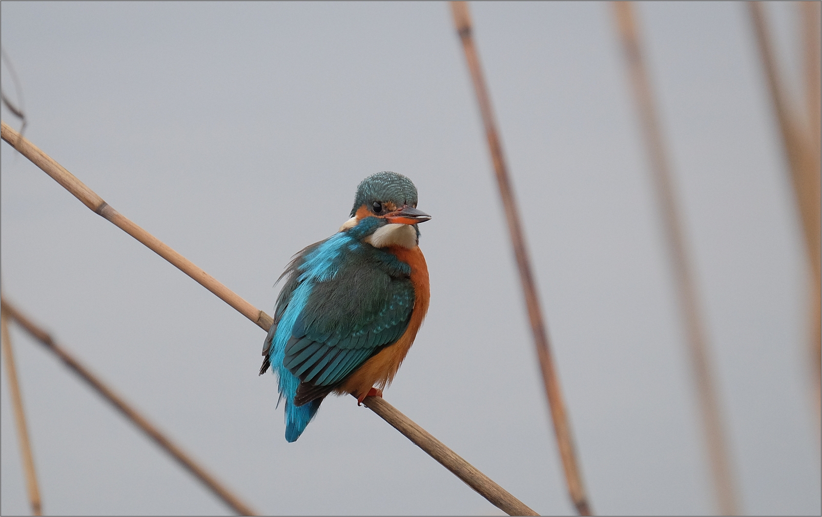 eisvogel