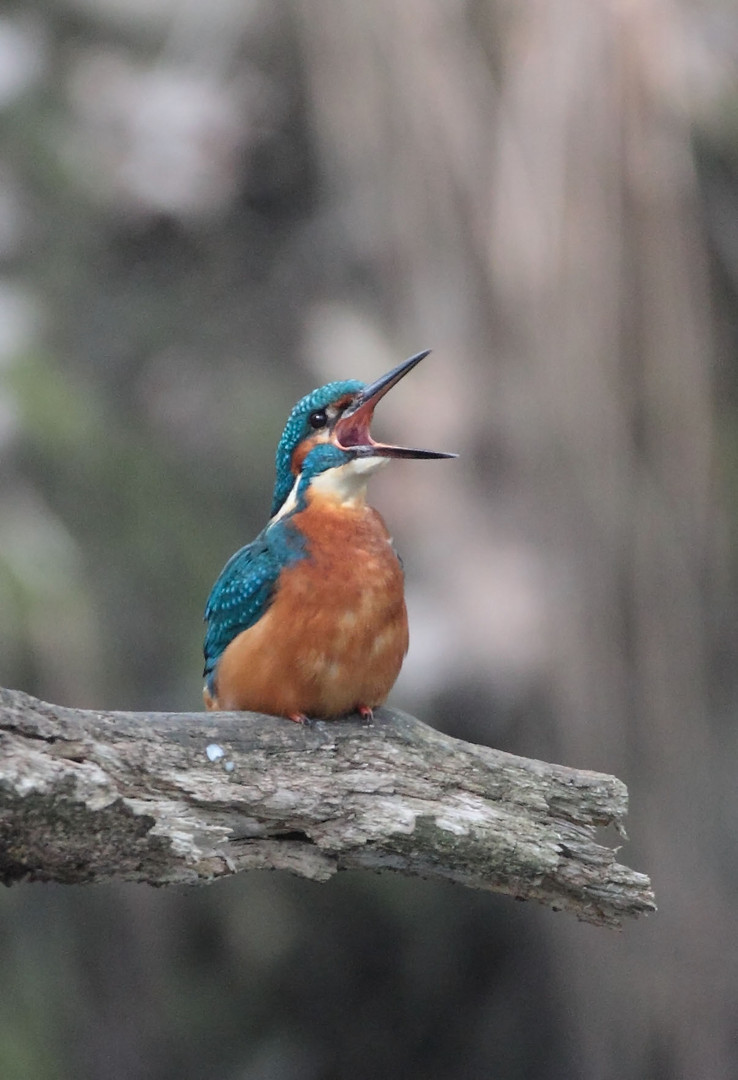 Eisvogel