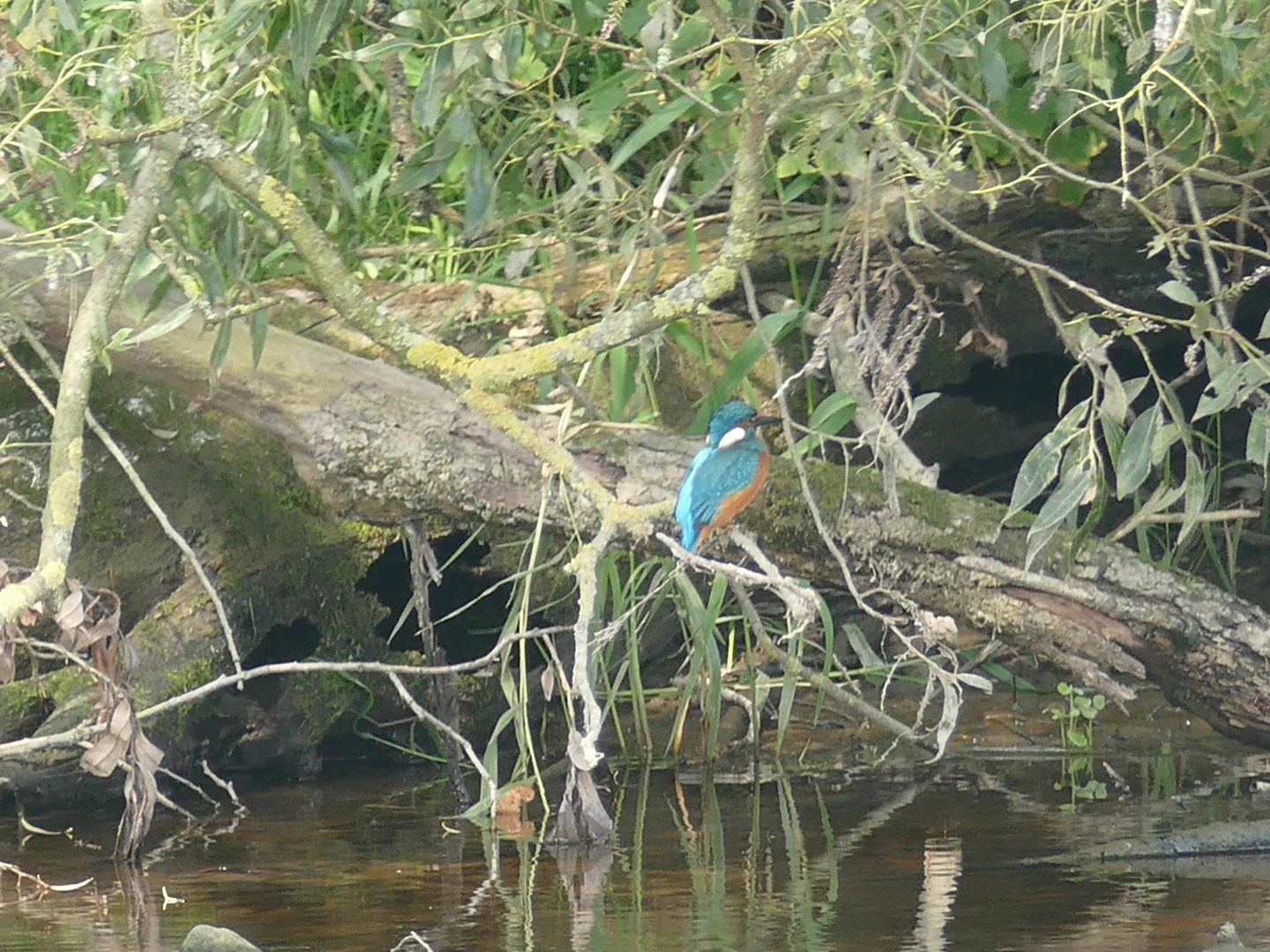 Eisvogel