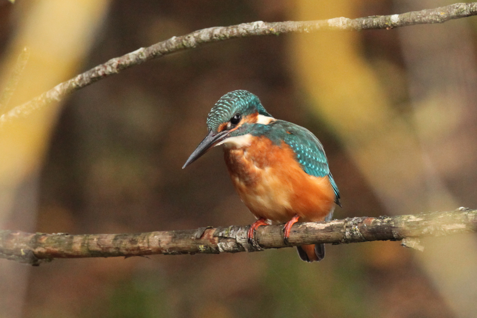 Eisvogel