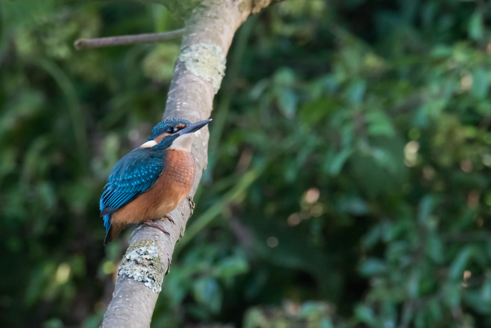 Eisvogel