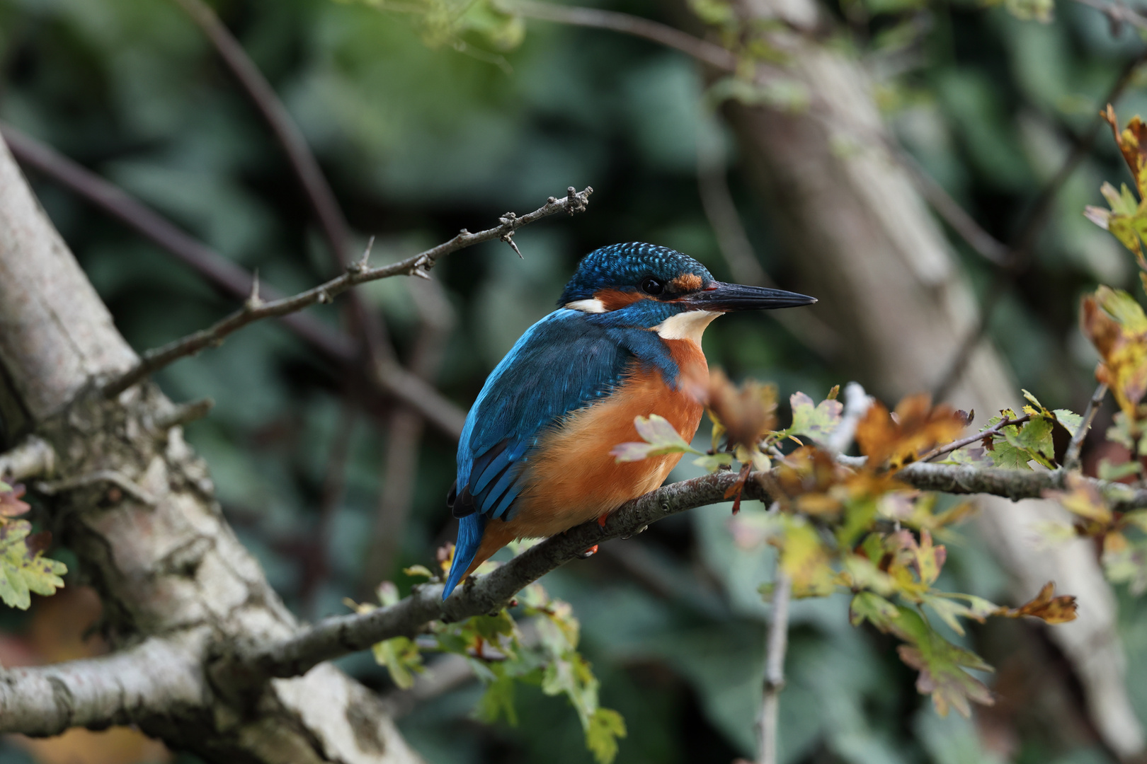 Eisvogel