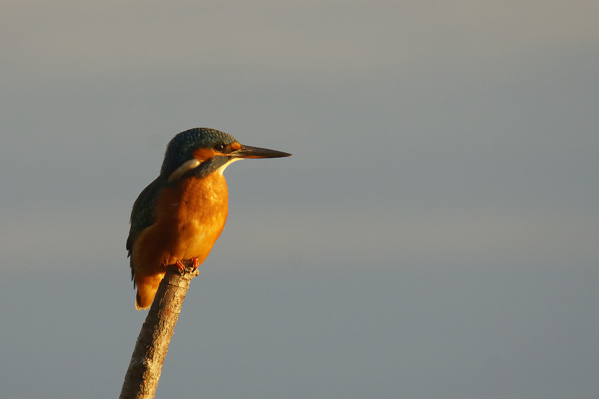 Eisvogel