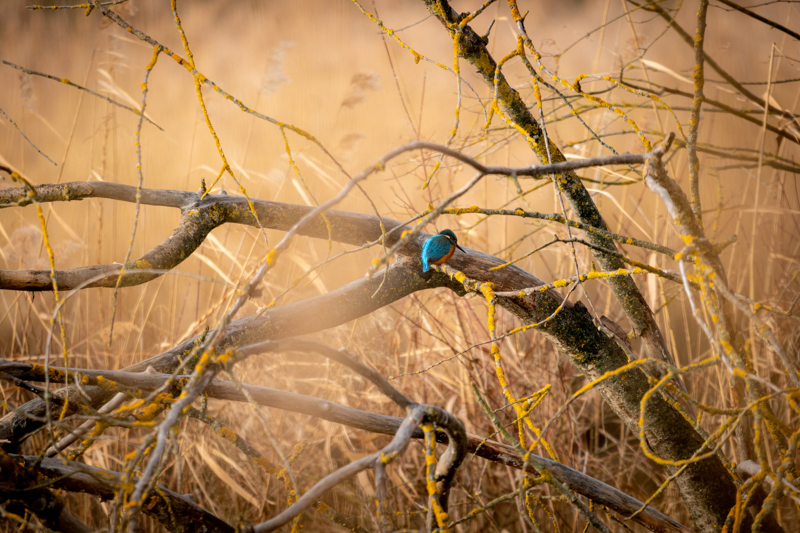 Eisvogel 