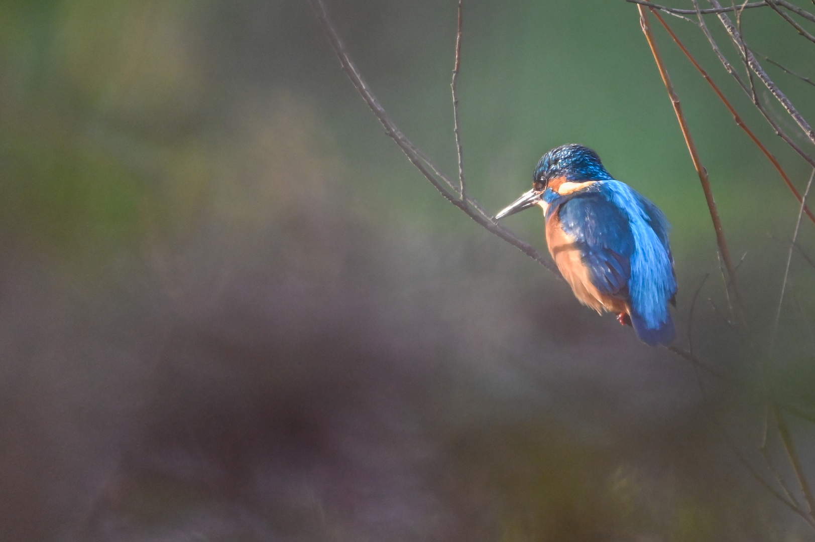 Eisvogel